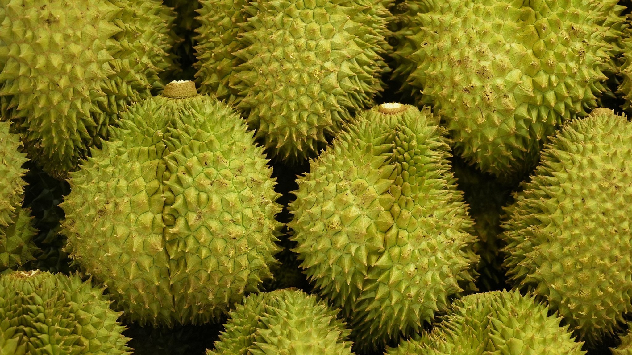 สภาพอากาศที่เหมาะสมกับการปลูกทุเรียน