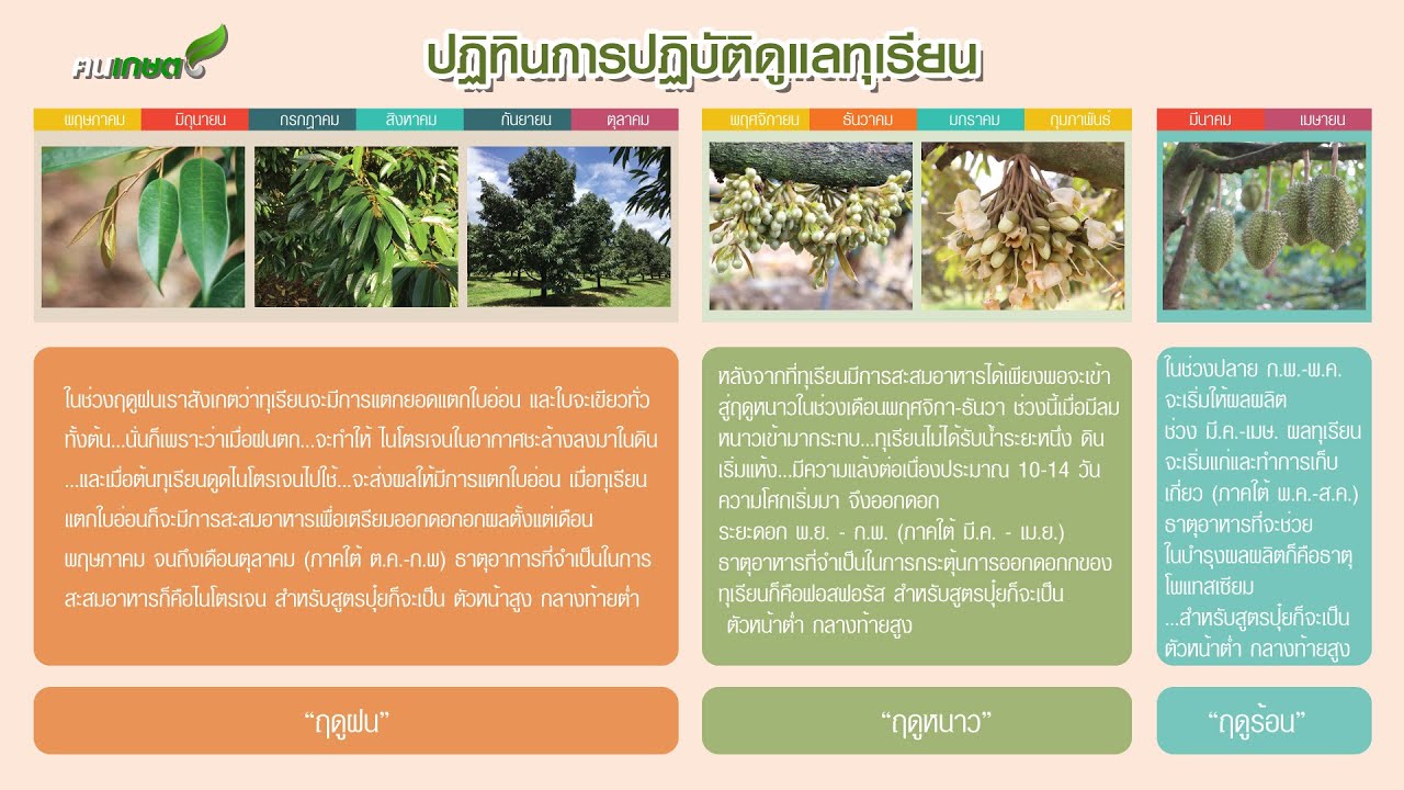 การบำรุงรักษาทุเรียน