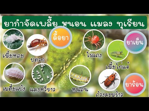 แมลงศัตรูทุเรียน