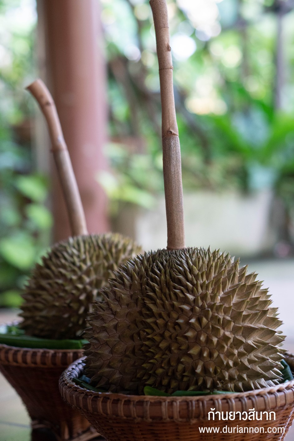ทุเรียนก้านยาว